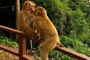 Гора обезьян (Monkey Hill) — милые и опасные обезьяны на Пхукете, Тайланд