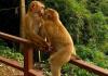 Monkey Hill - söta och farliga apor i Phuket, Thailand